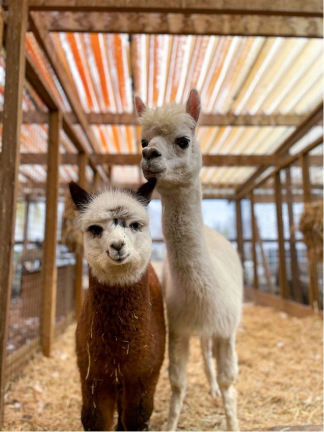 Alpacas