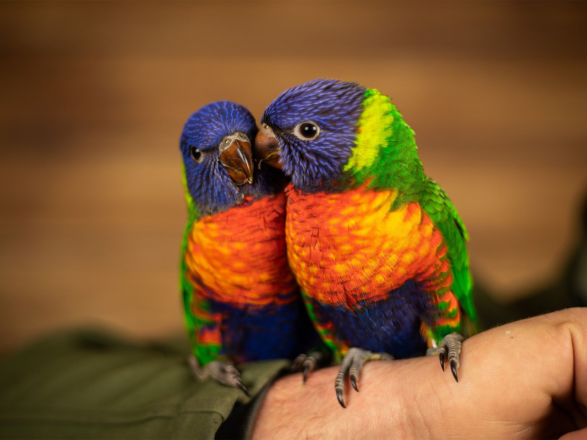 Soorten vogels Soorten vogels