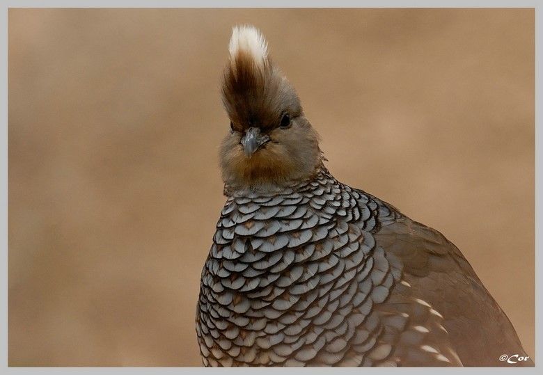 Kwartels en patrijzen