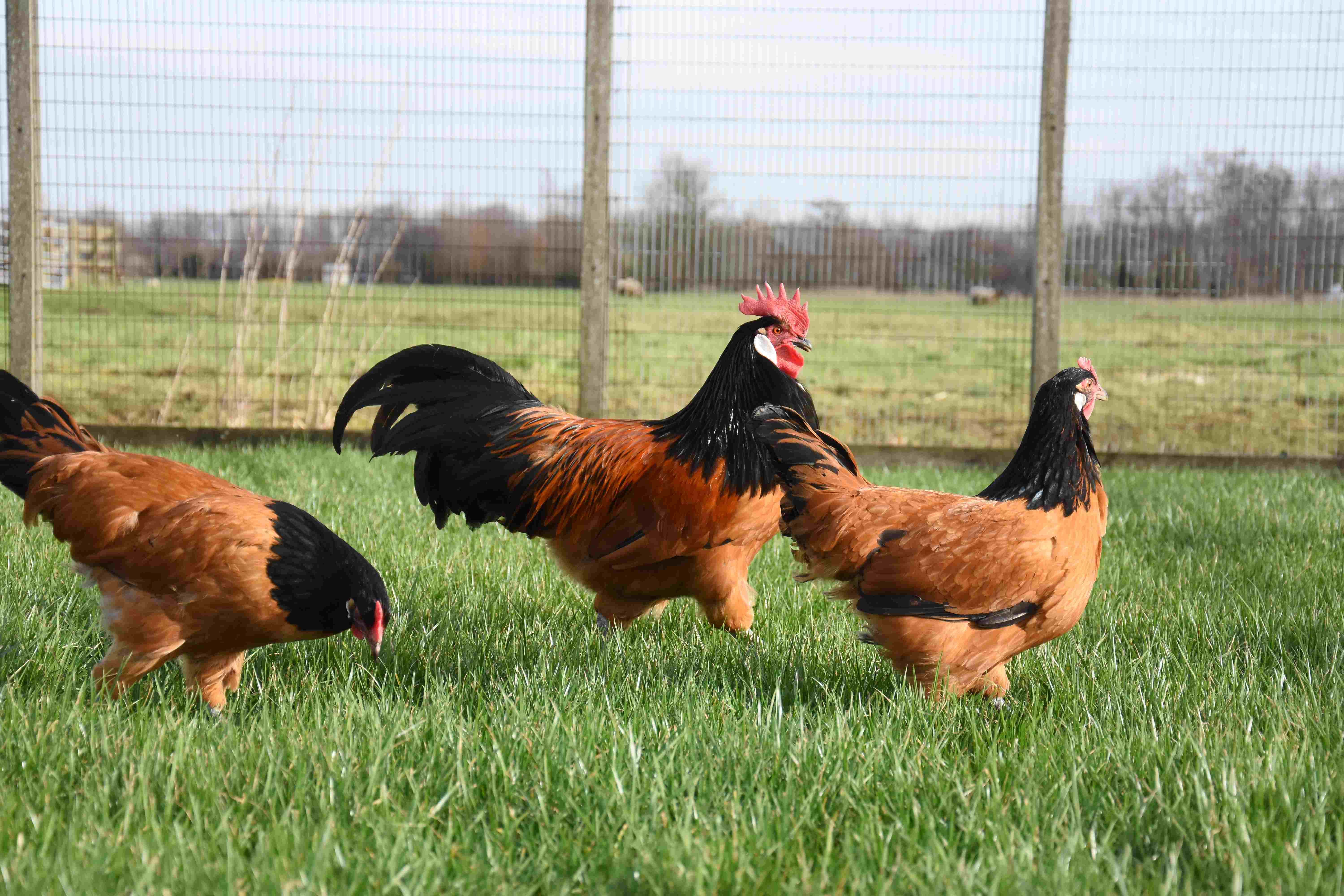 Soorten kippen Soorten kippen