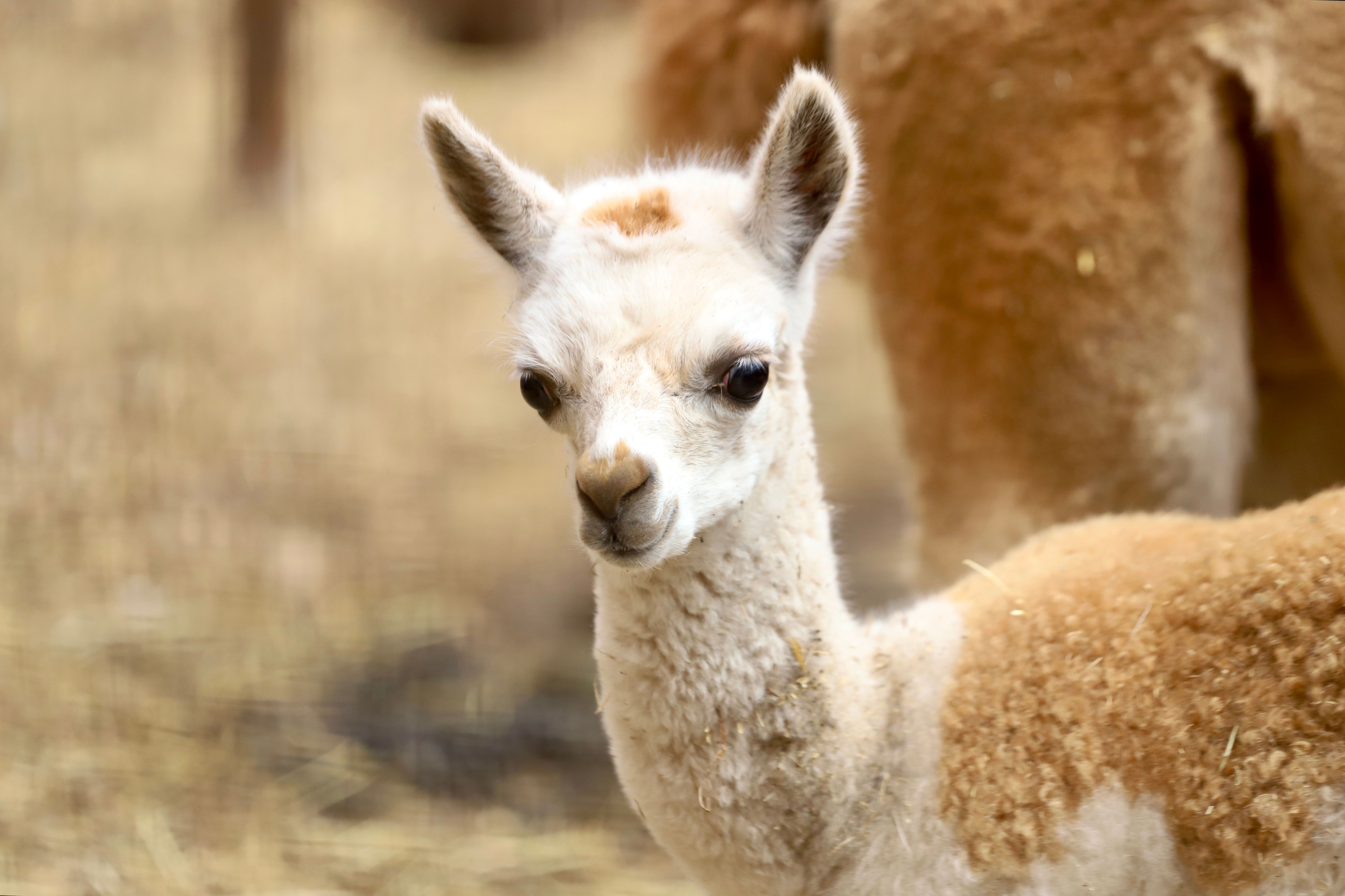 Soorten parkdieren Soorten parkdieren