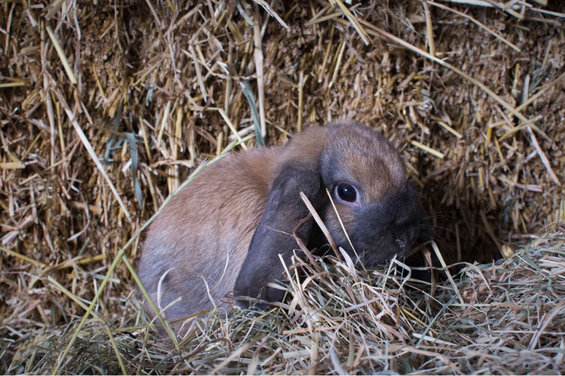 Nederlandse Hangoordwerg