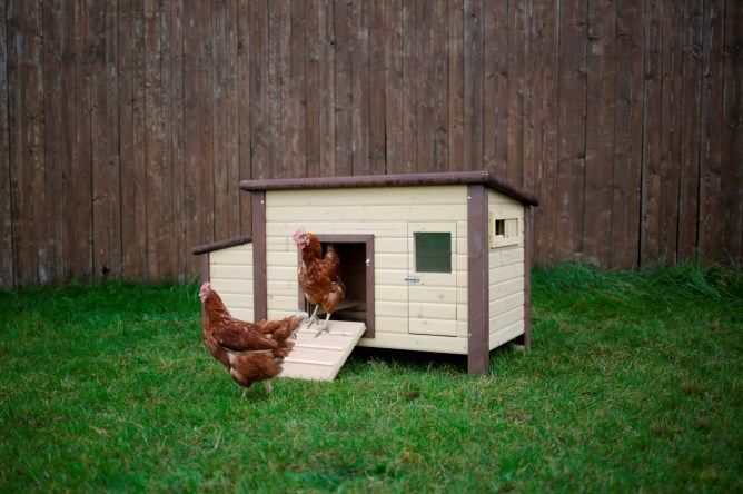 Kippenhok vorstvrij nachthok