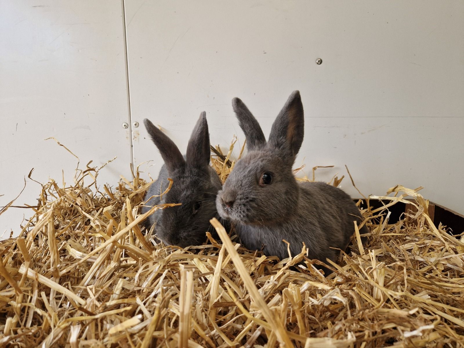 Blauwe Wener dwergkonijn