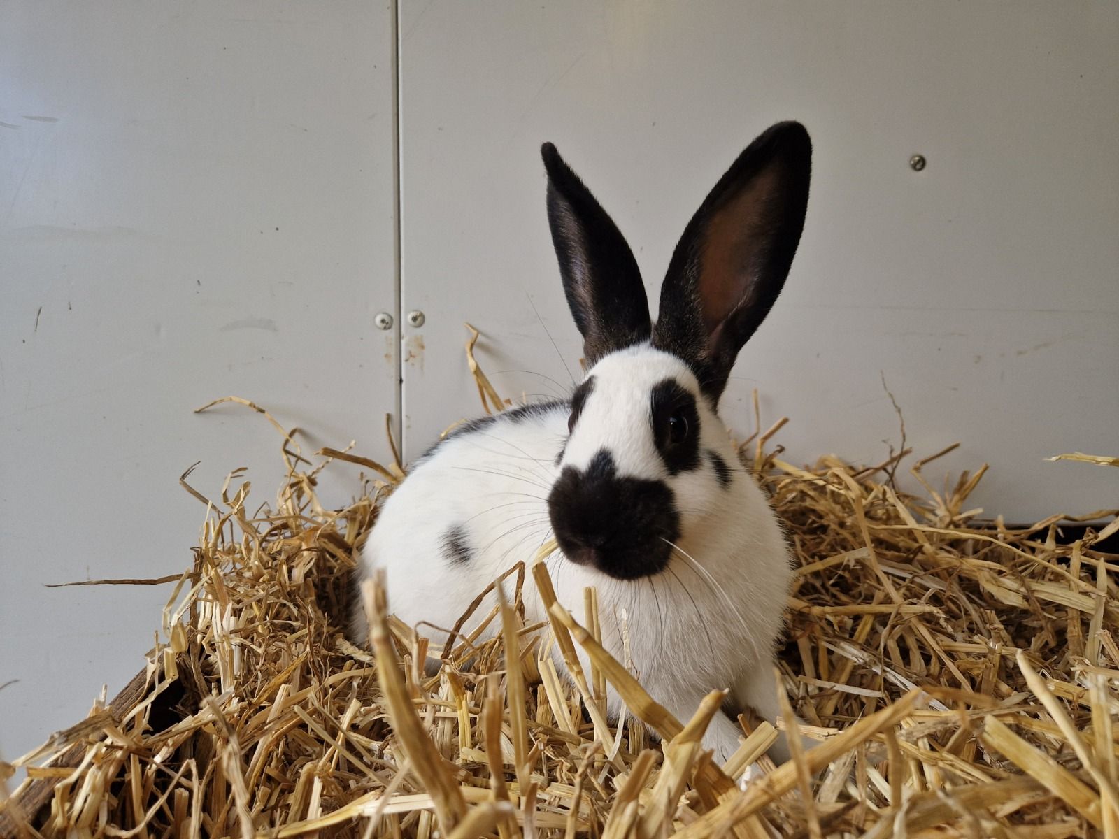 Lotharinger dwergkonijn