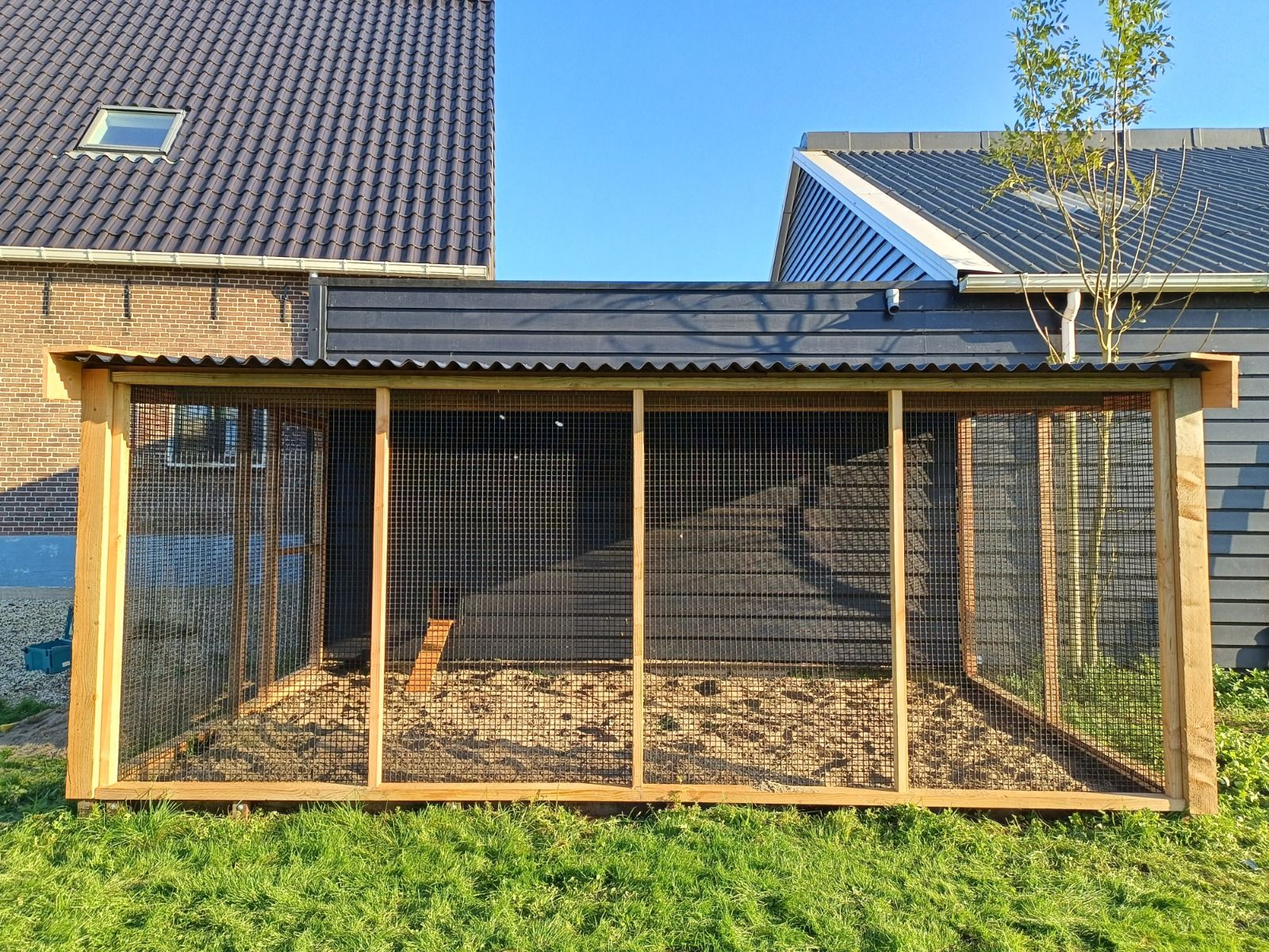 Kippenren XXL Berkenwoude