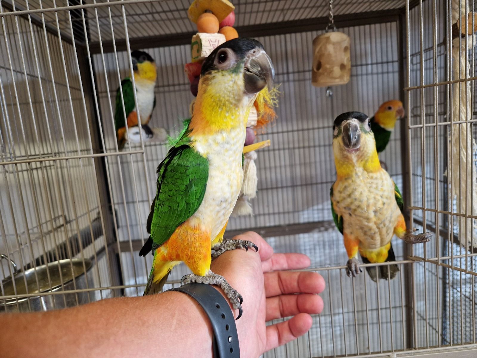 Caiques (verschillende kleuren)