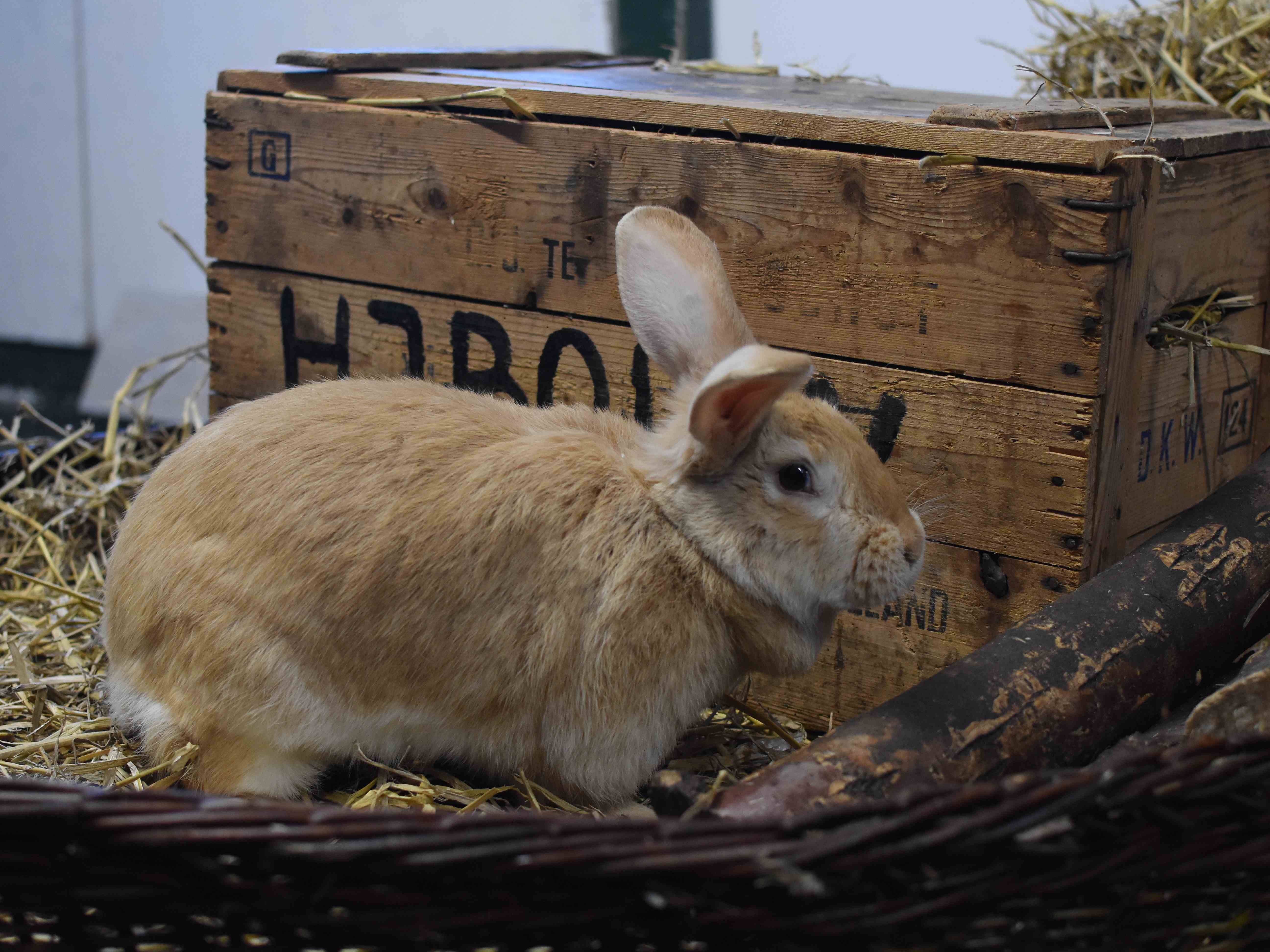 Gele van Bourgondië