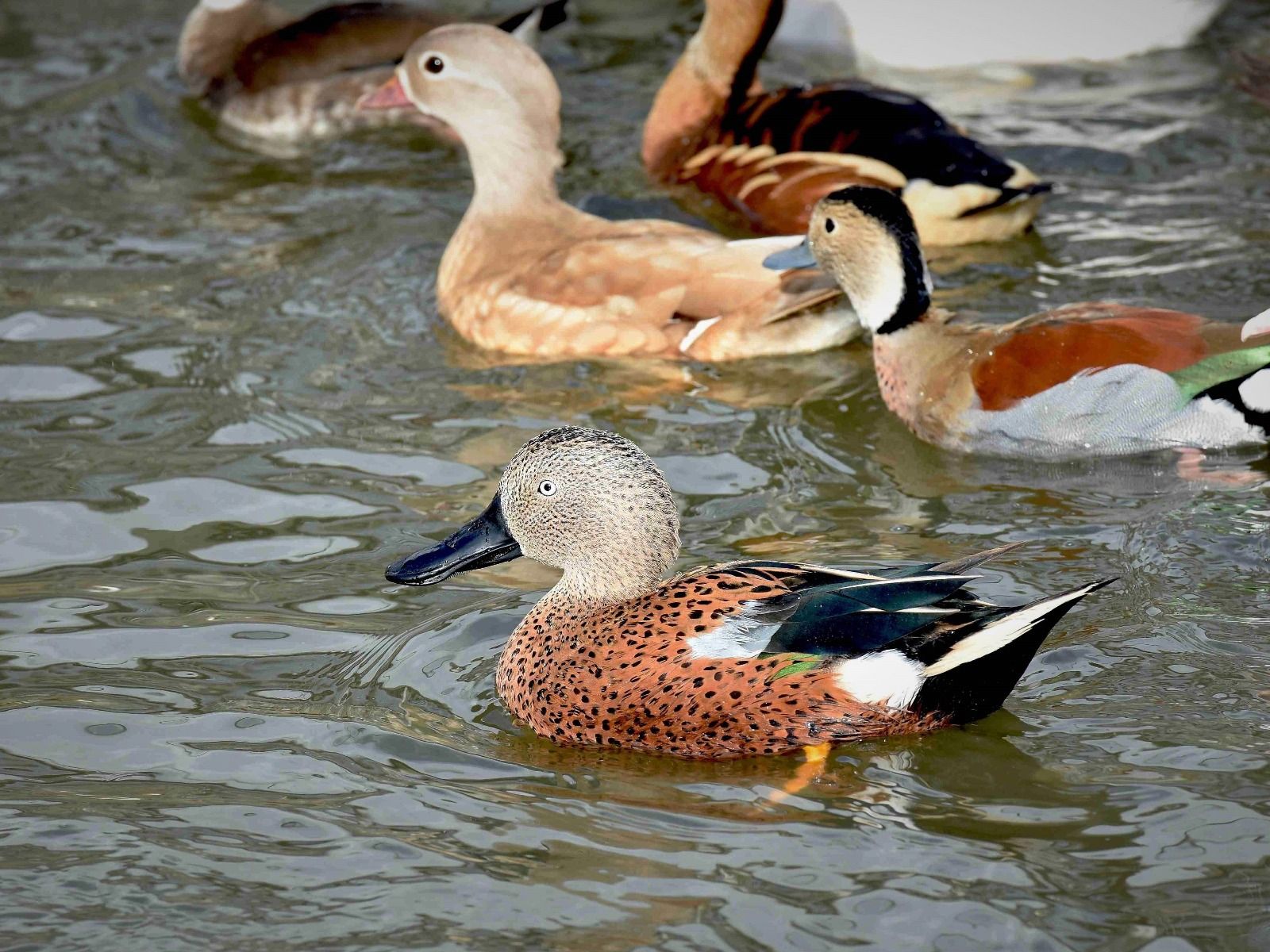 Argentijnse Slobeend