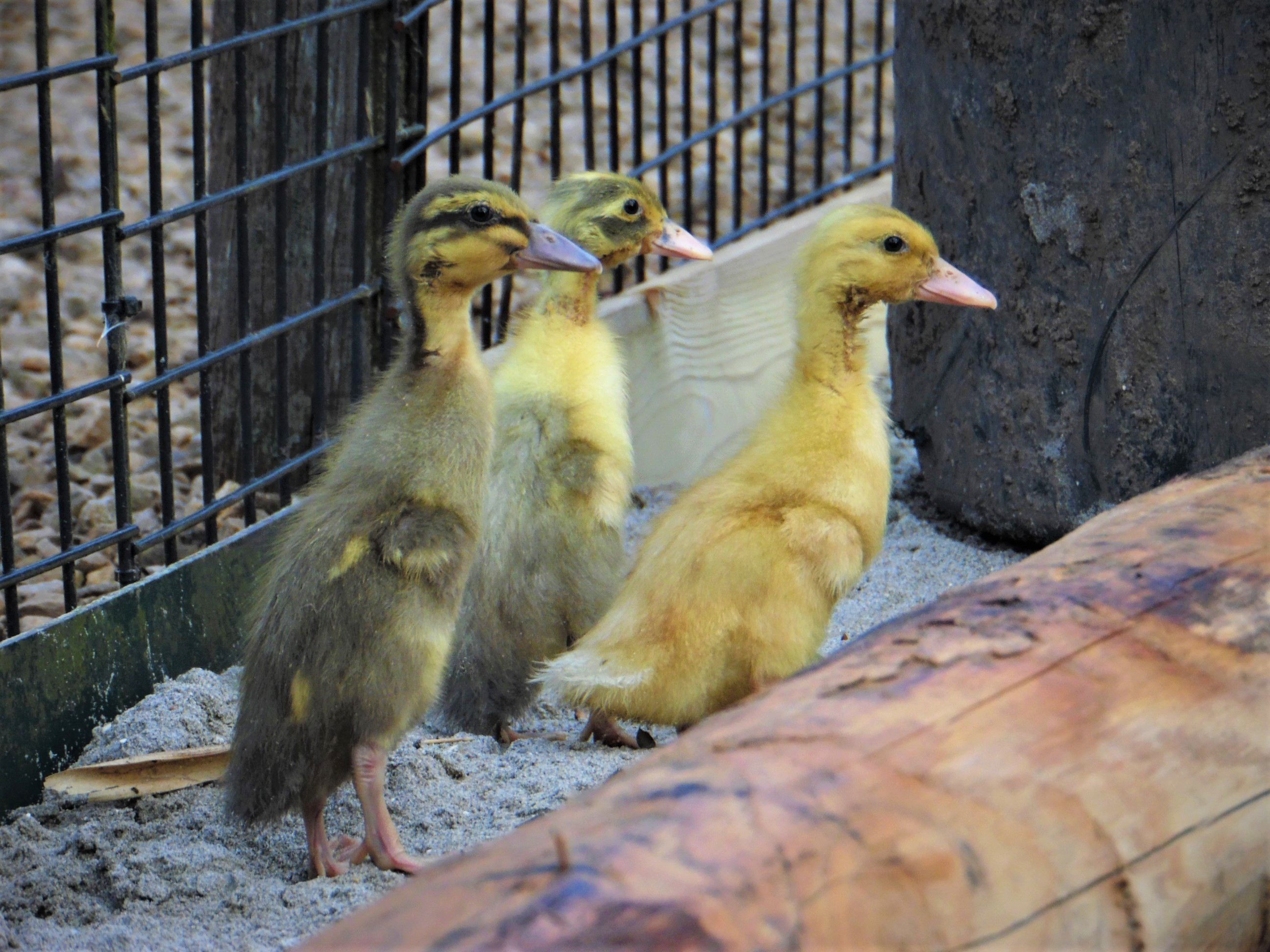 Indische loopeend kuikens