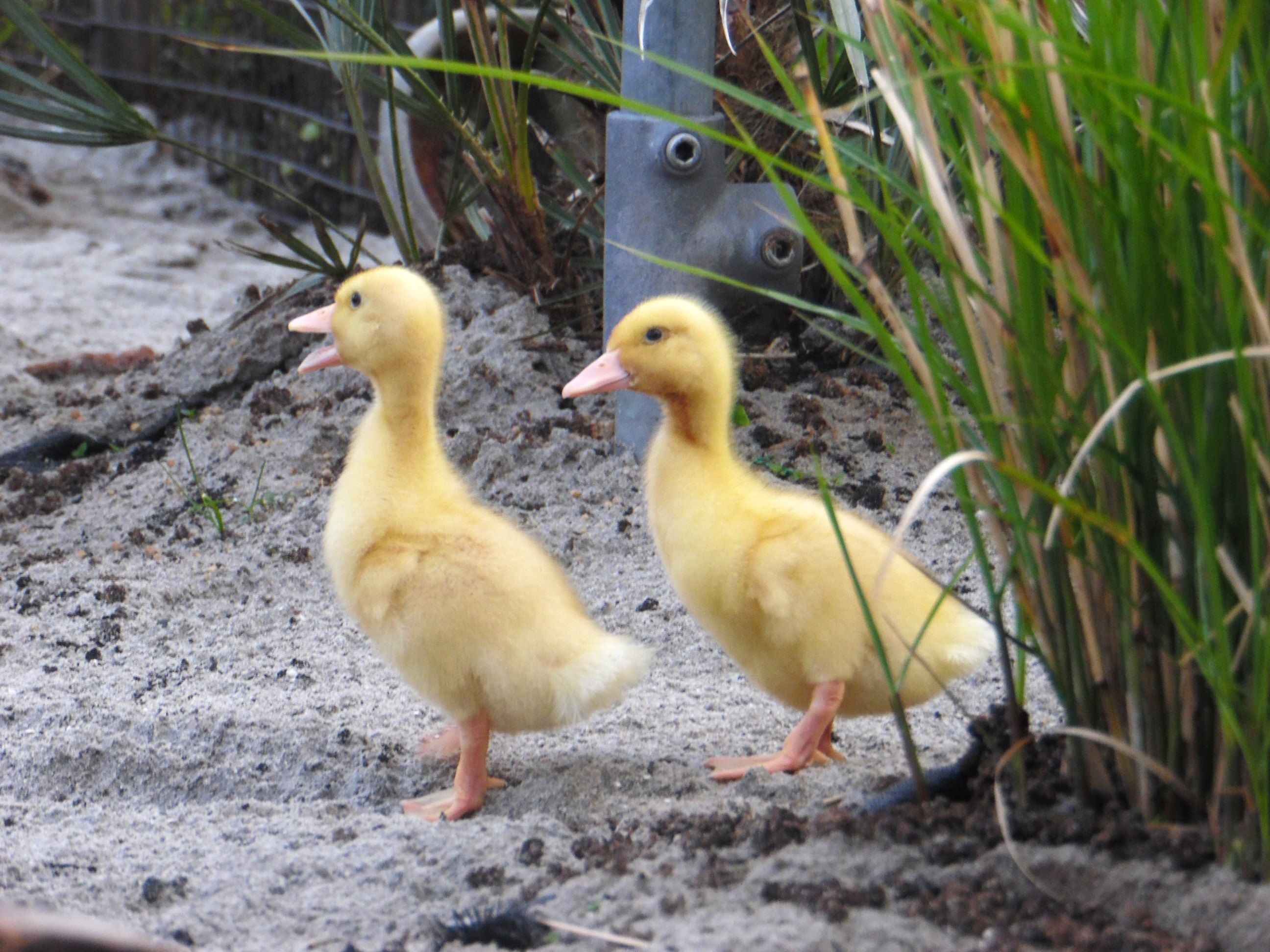 Saksische loopeend kuikens