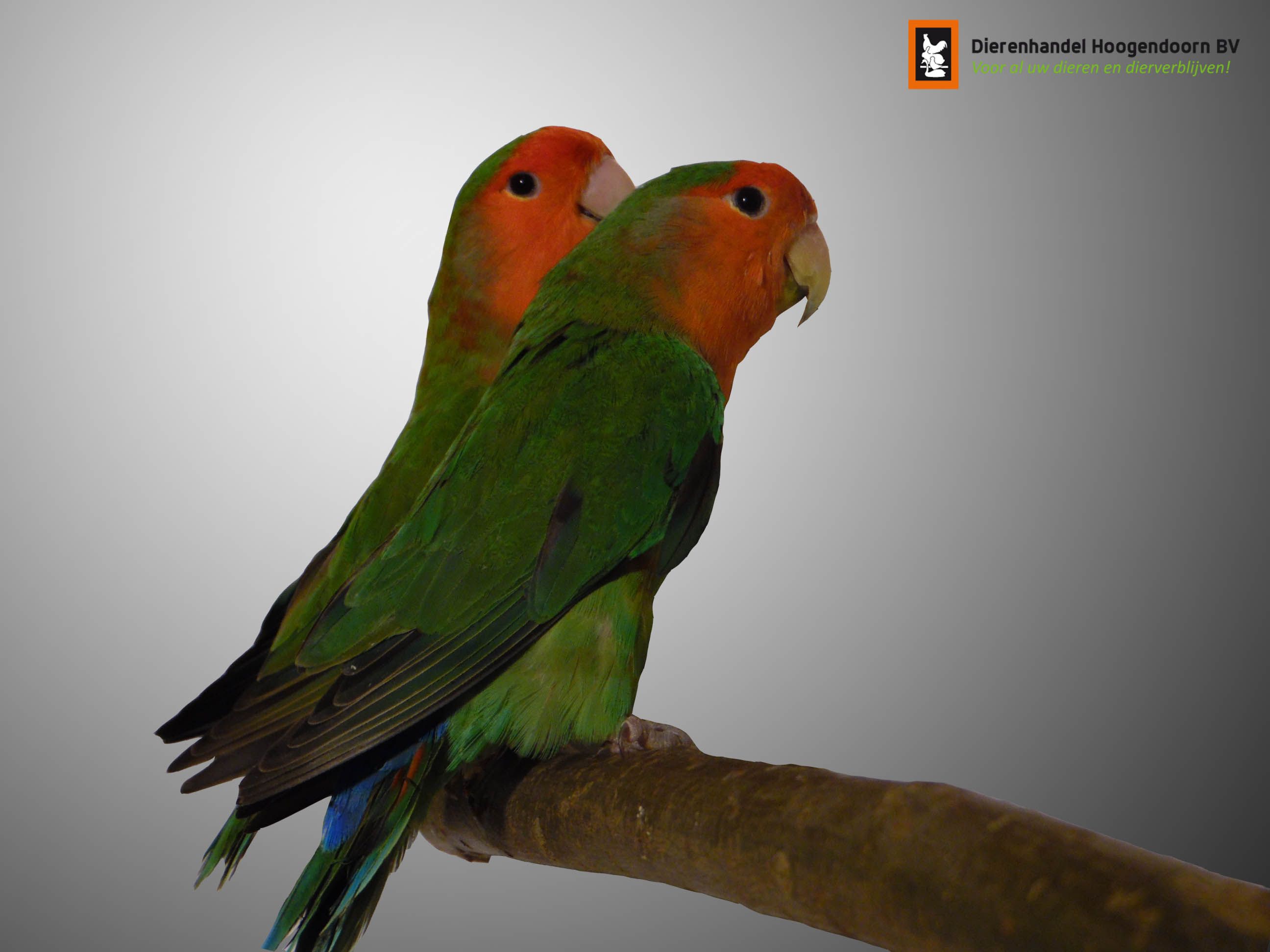 Agapornis Roseicollis