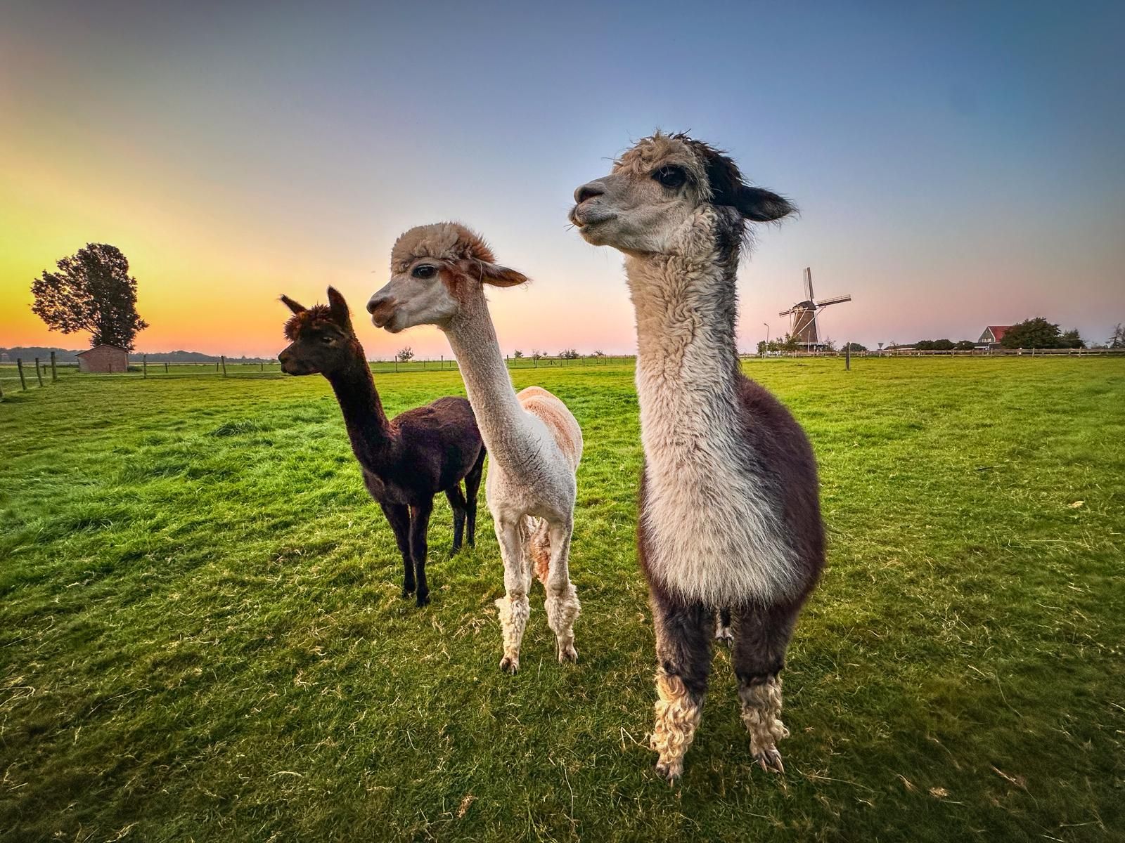 Alpaca