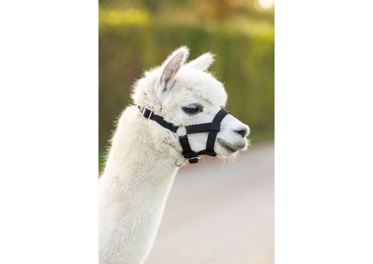 Alpaca Halster zwart