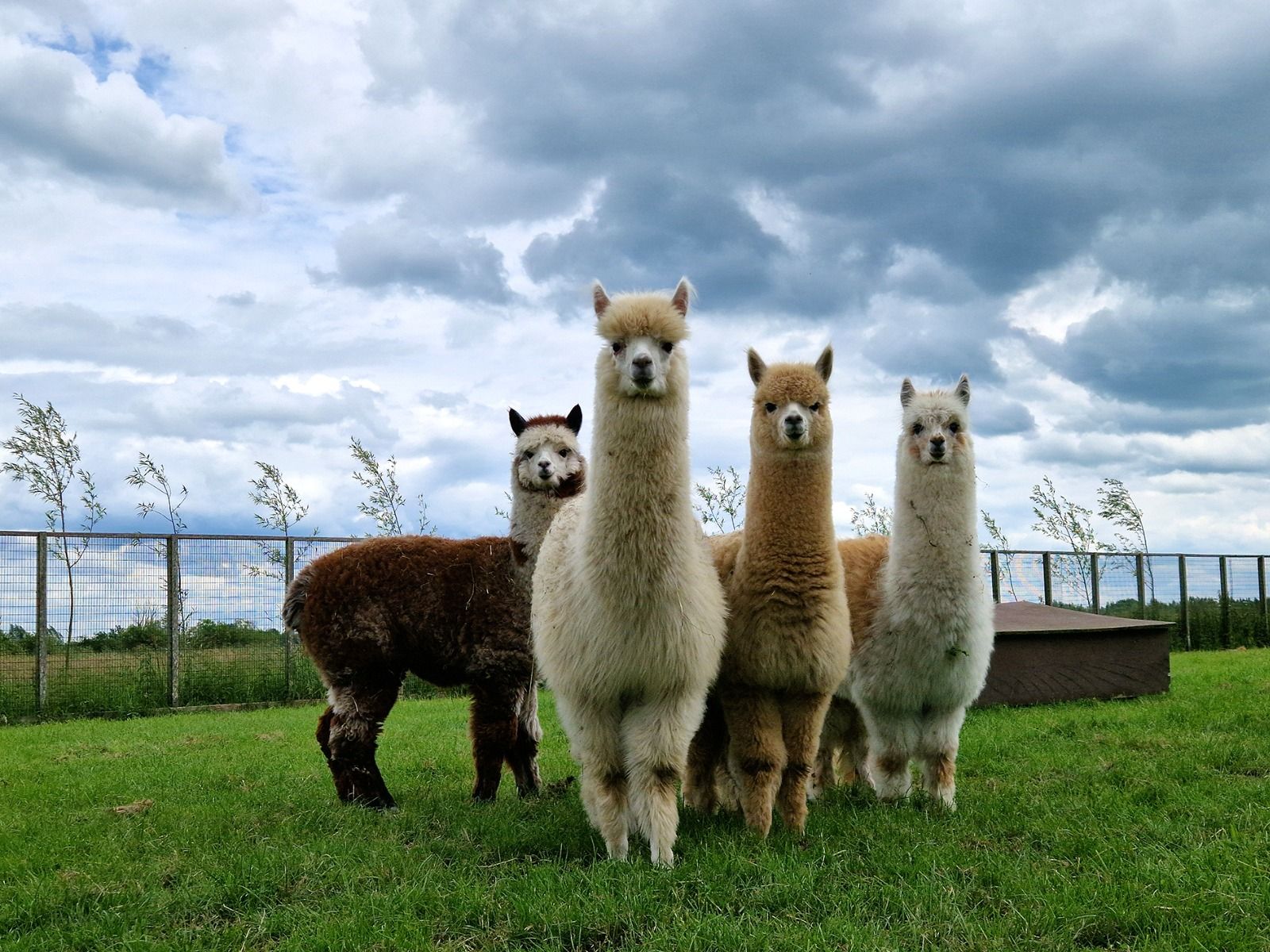 Alpaca