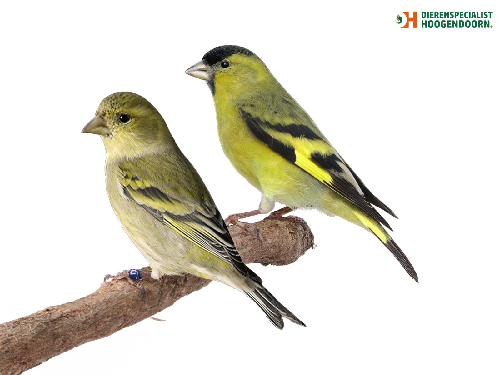 Amerikaanse Baardsijs