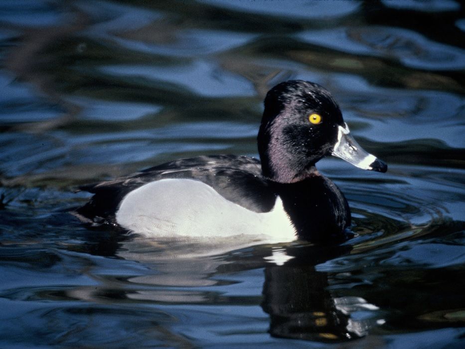 Amerikaanse Kuifeend