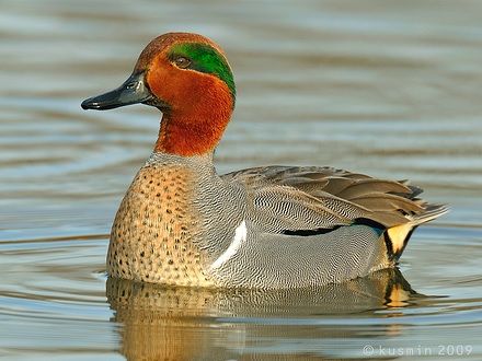 Amerikaanse Wintertaling