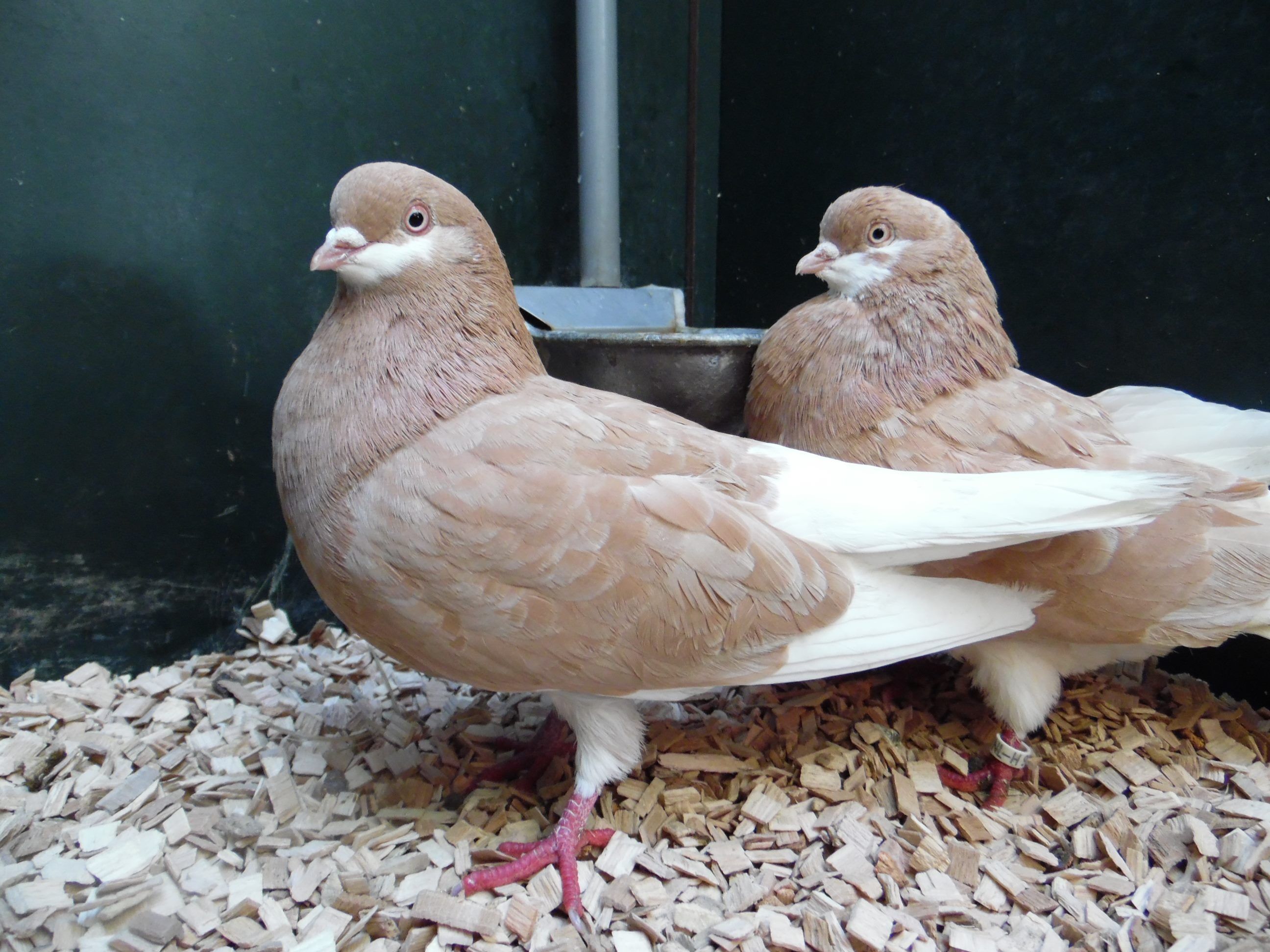 Amsterdamse Baardtuimelaar