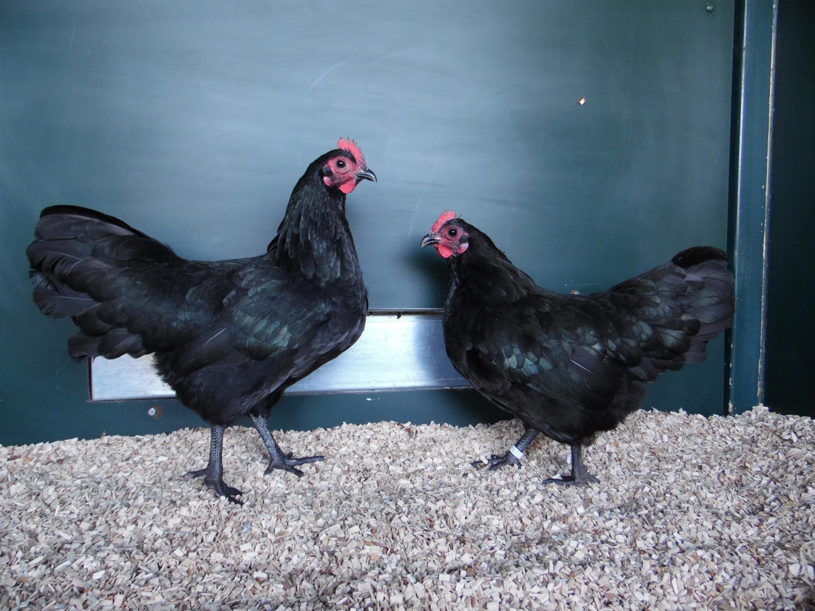 Australorp kriel