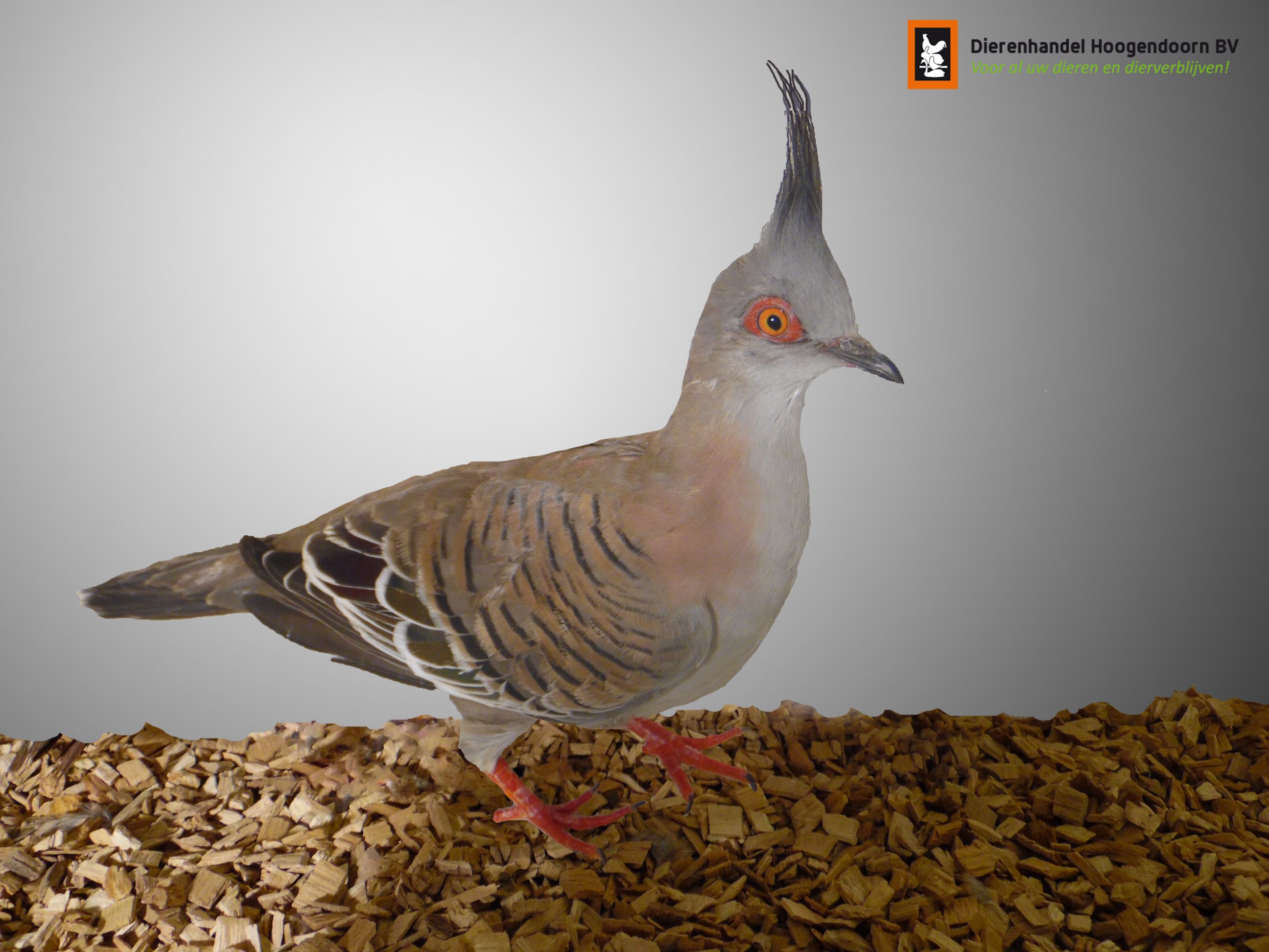 Australische kuifduif