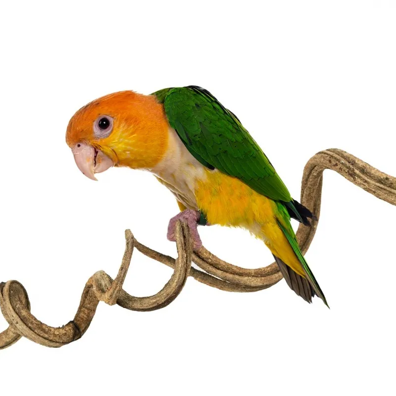 Back Zoo Nature Liaan Manila 