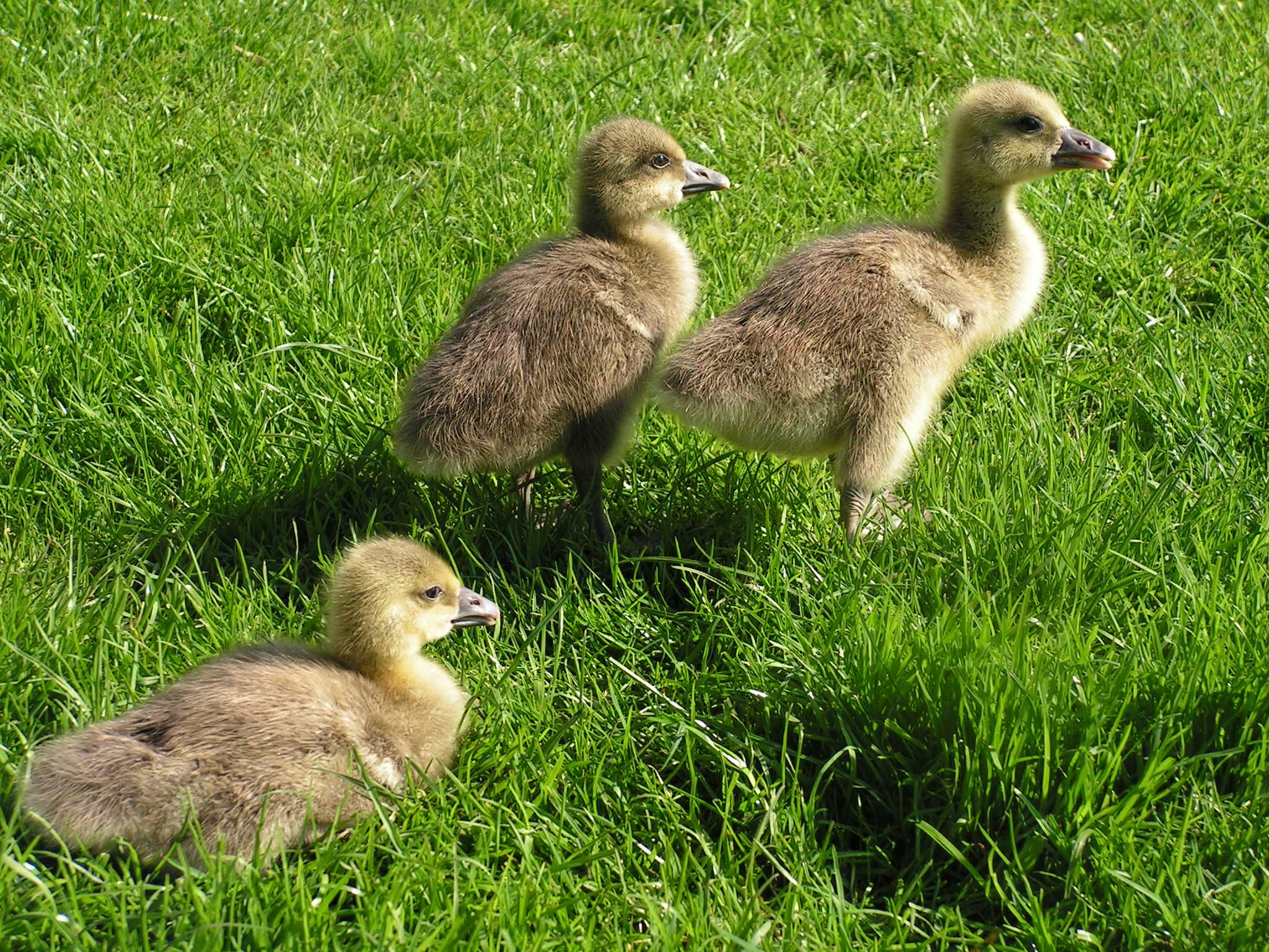 Boeren ganzen kuikentjes