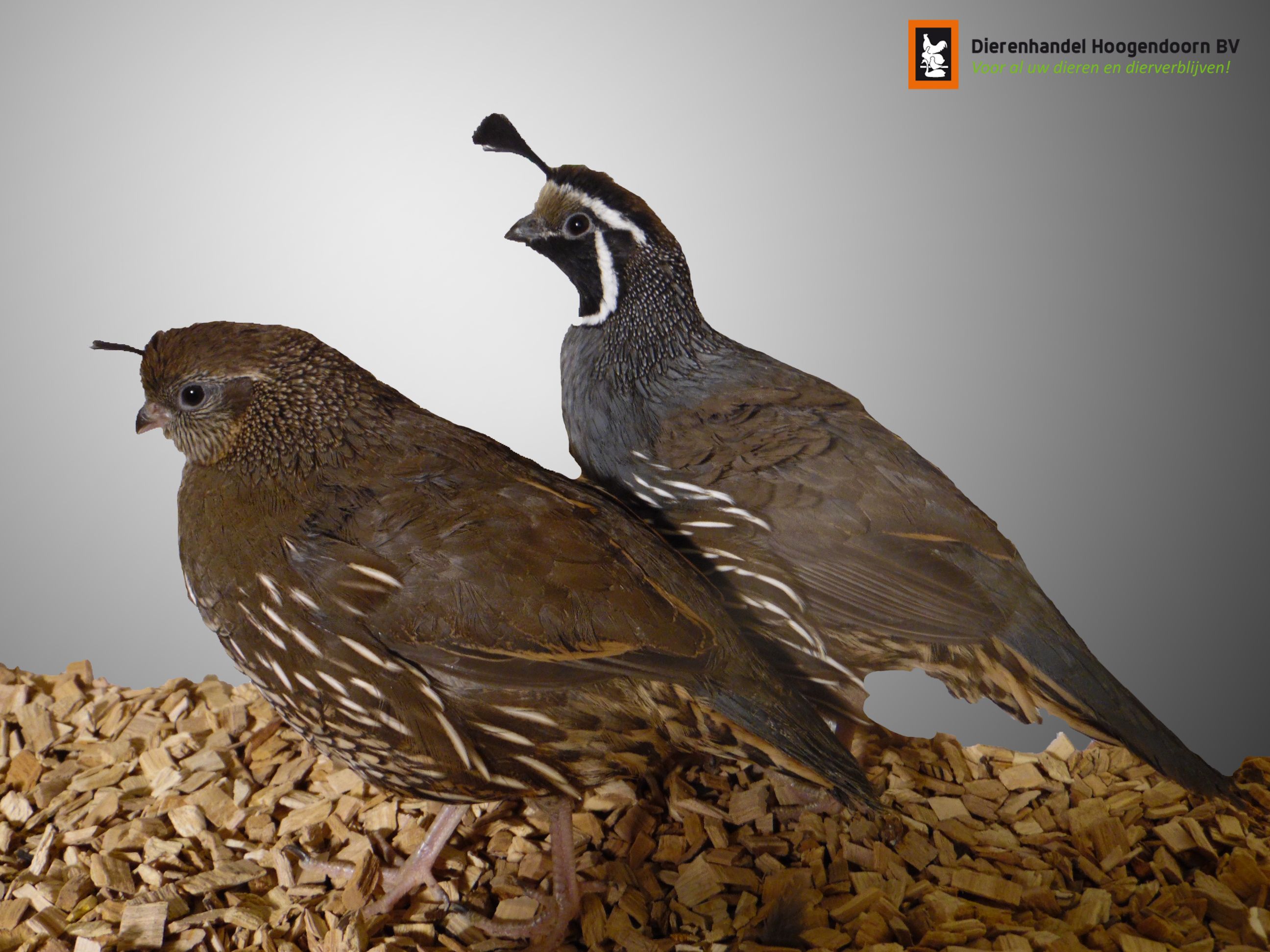 Californische kuifkwartel 