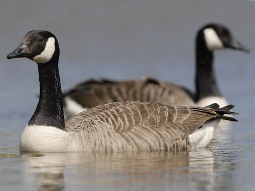 Canadese gans