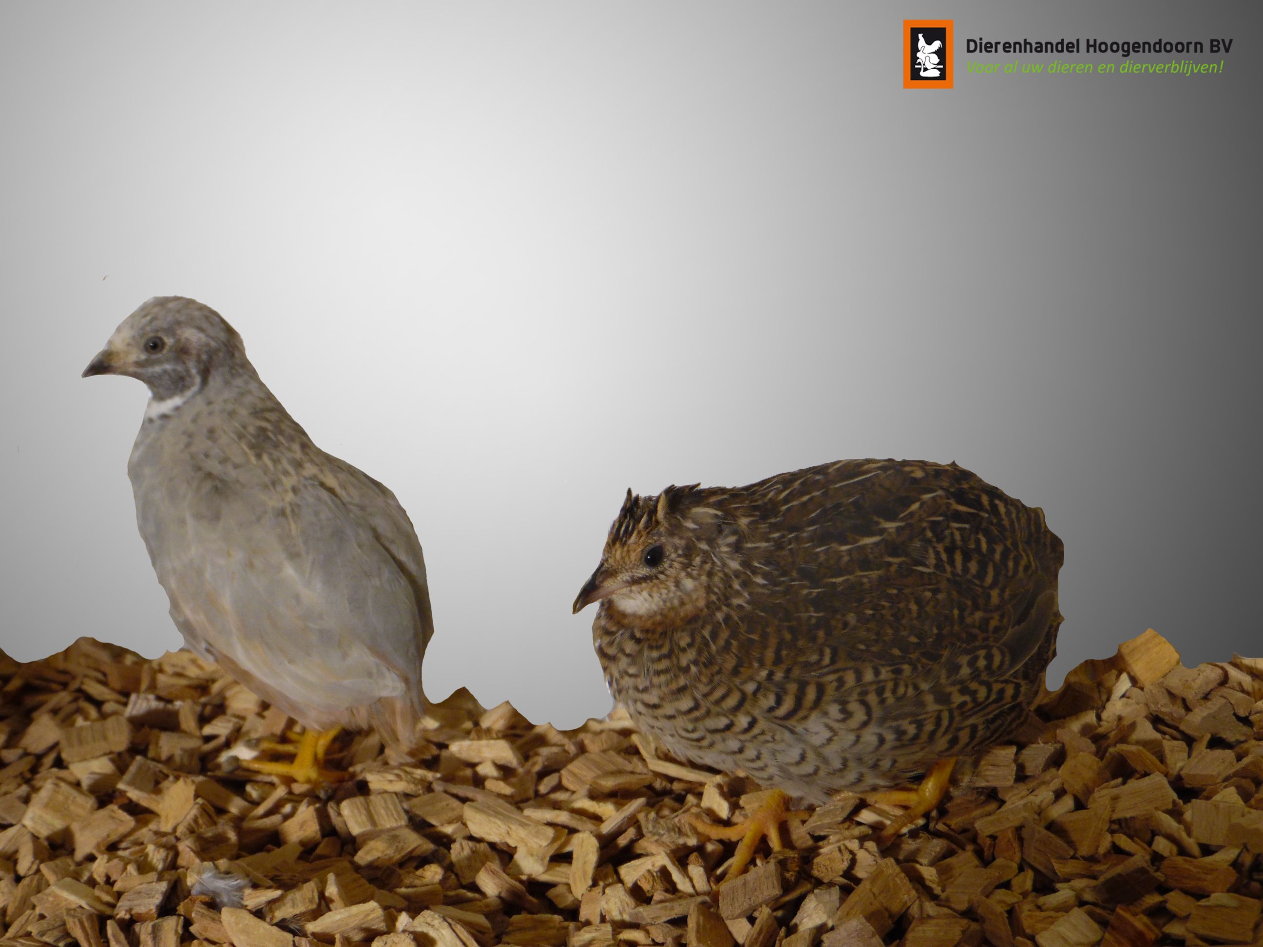 Chinese dwergkwartel