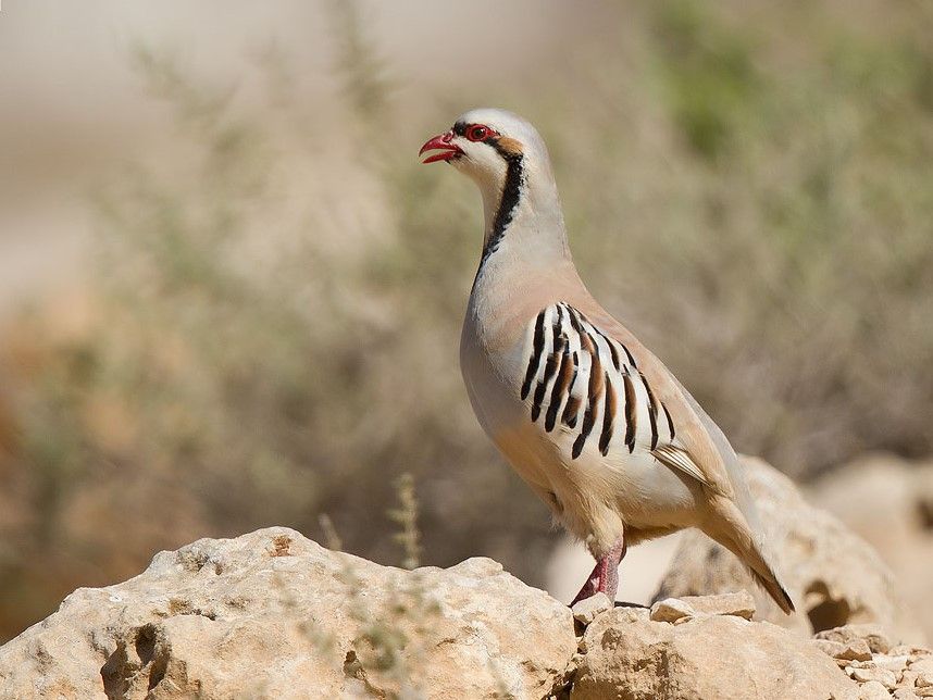 Chukar patrijs