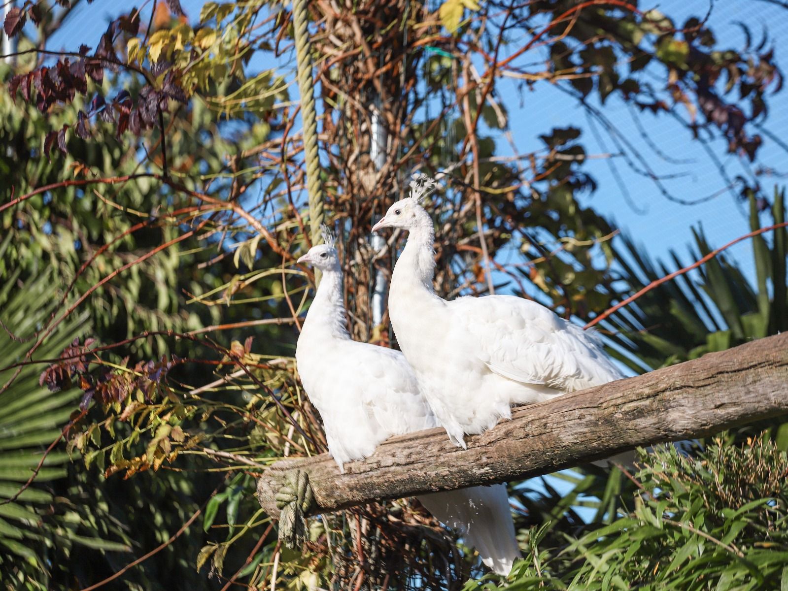 Witte pauwen - Dierenhandel Hoogendoorn