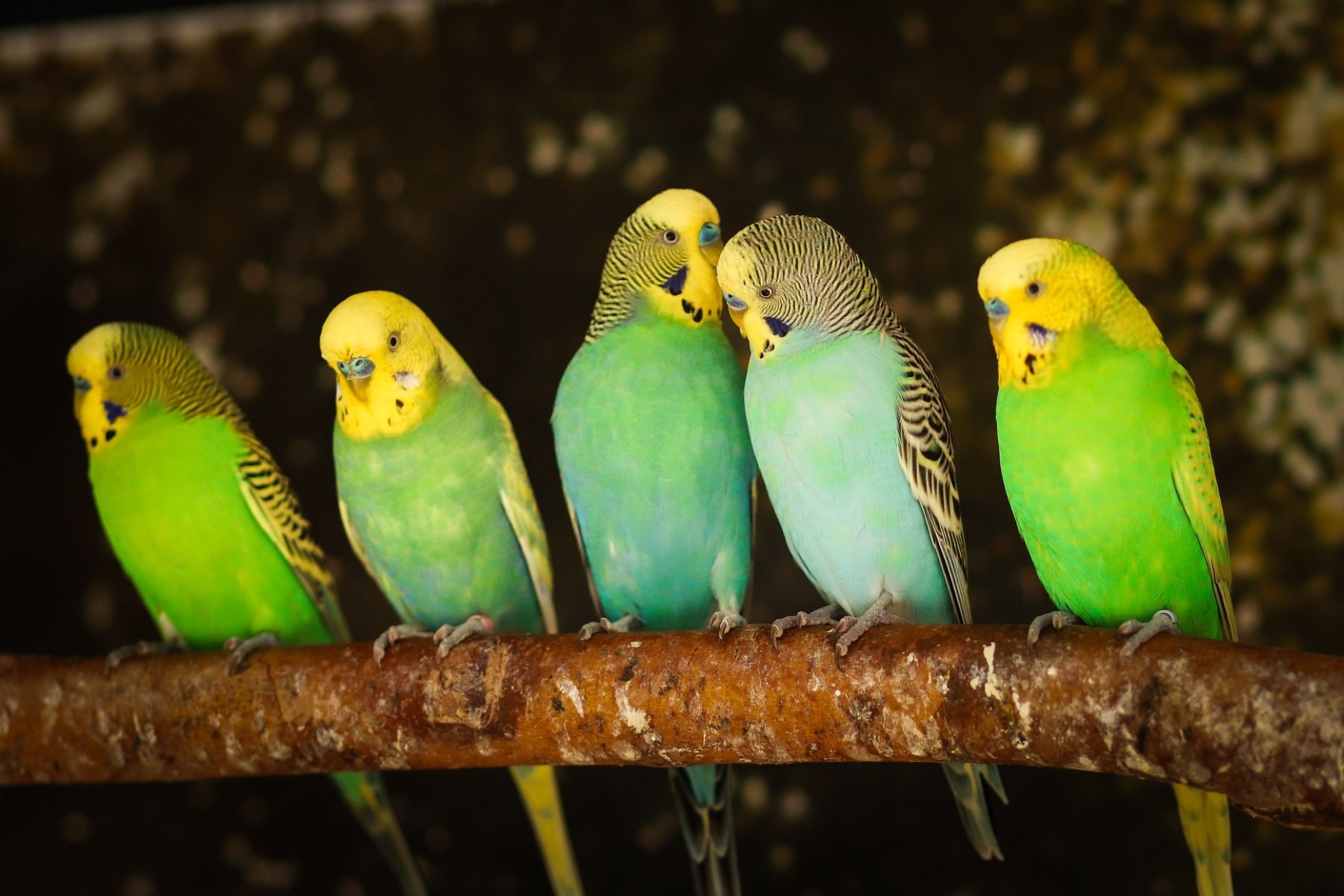 Regenboog grasparkiet jong 