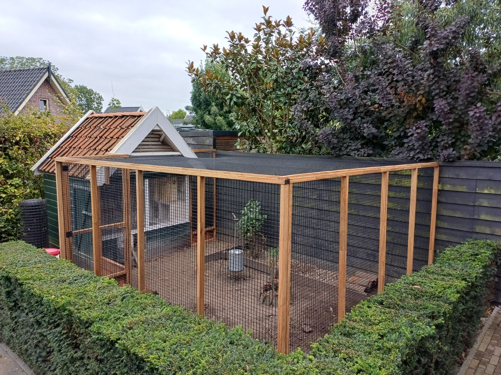 Kippenren van hardhout