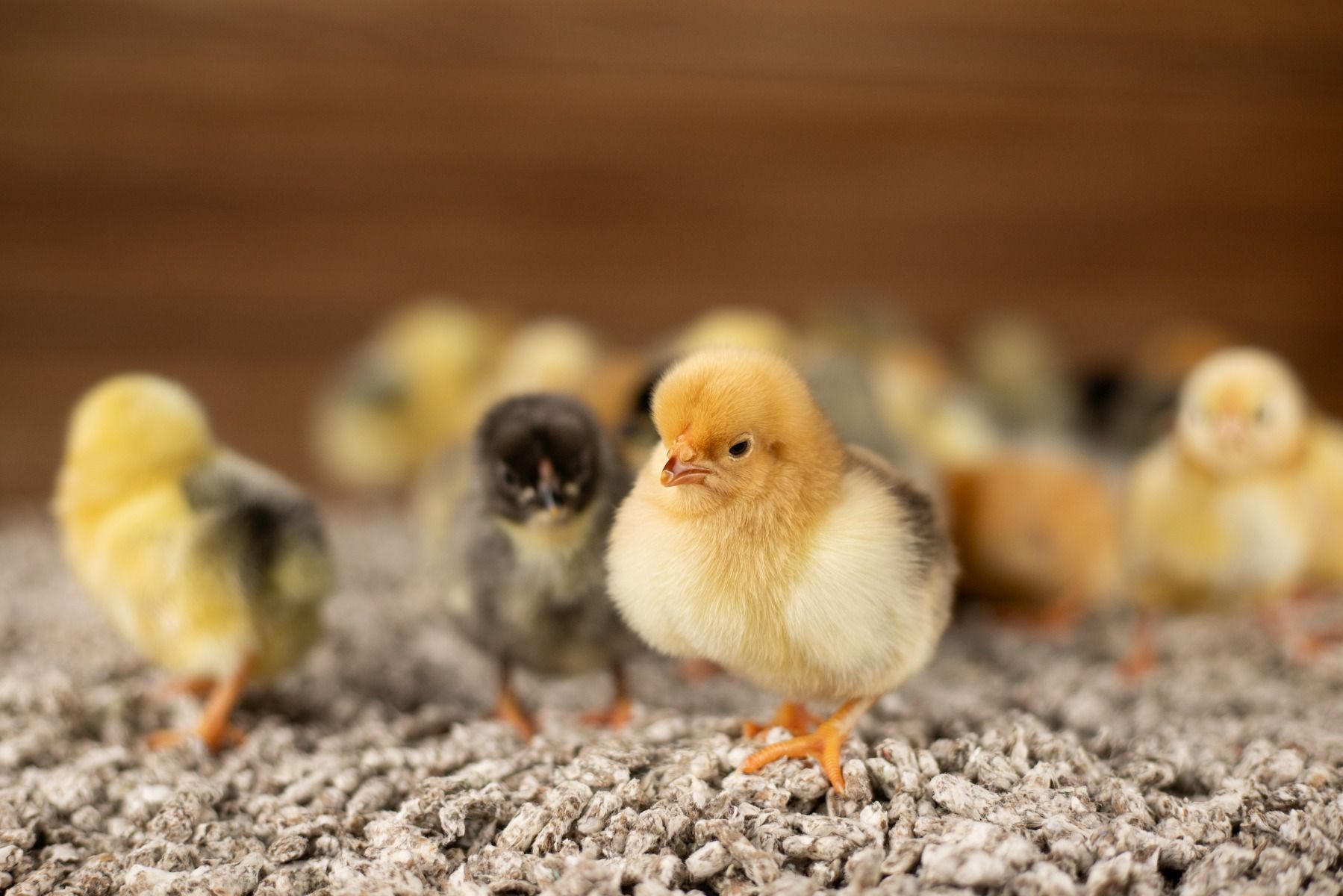 Wyandotte kuikentjes
