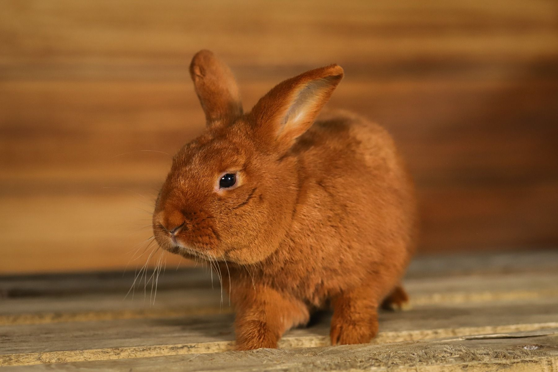 Rode Nieuw-Zeelander