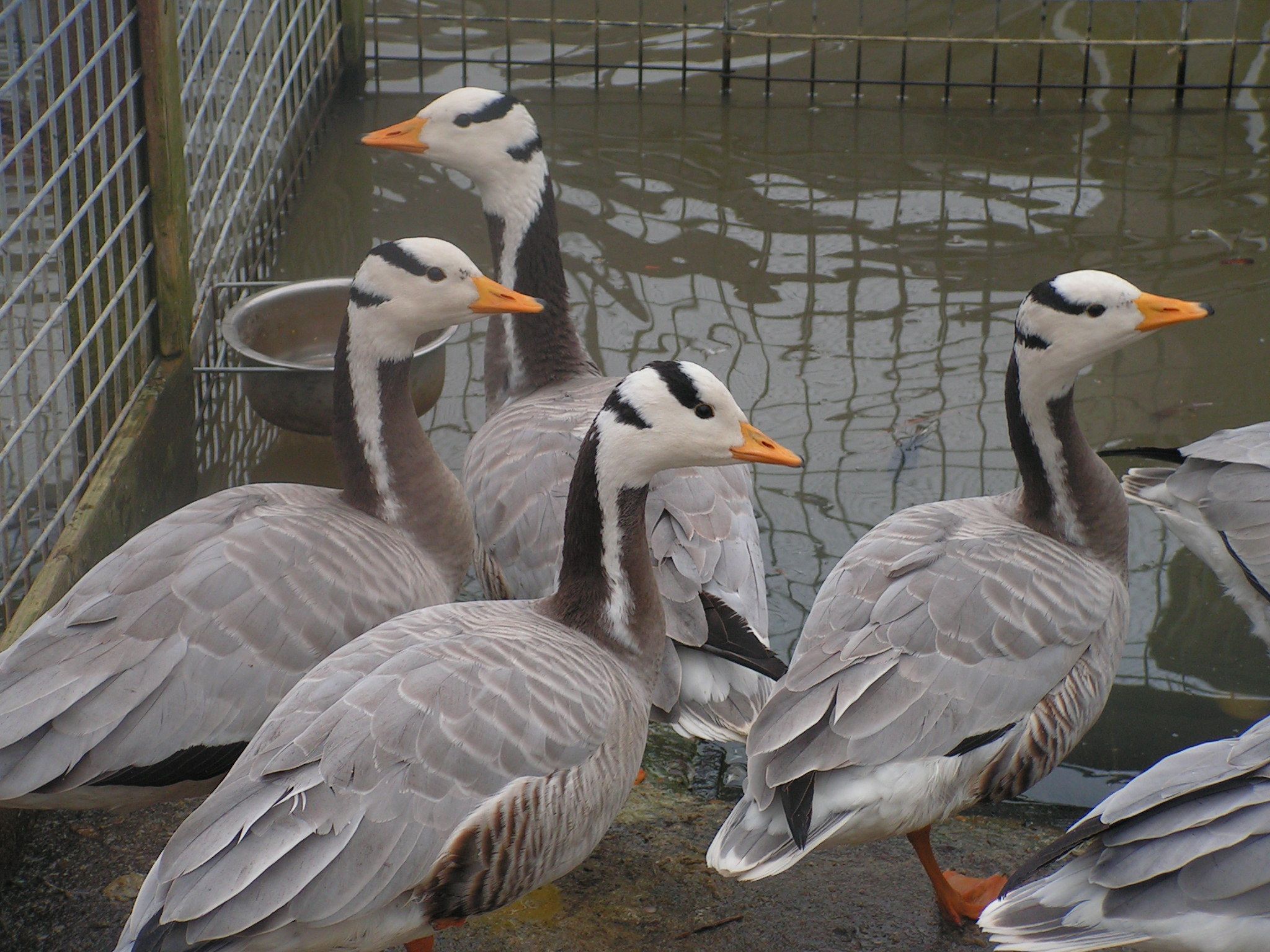 Indische Streepkop gans
