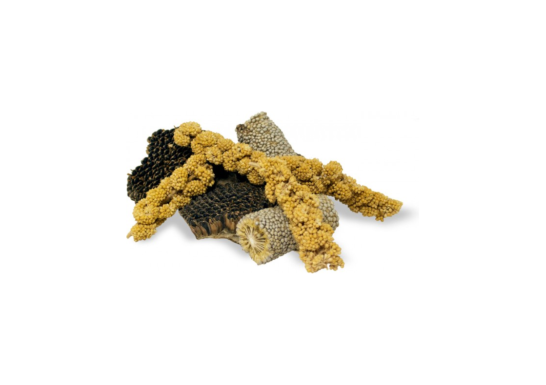 Knabbelstukjes knaagdieren 