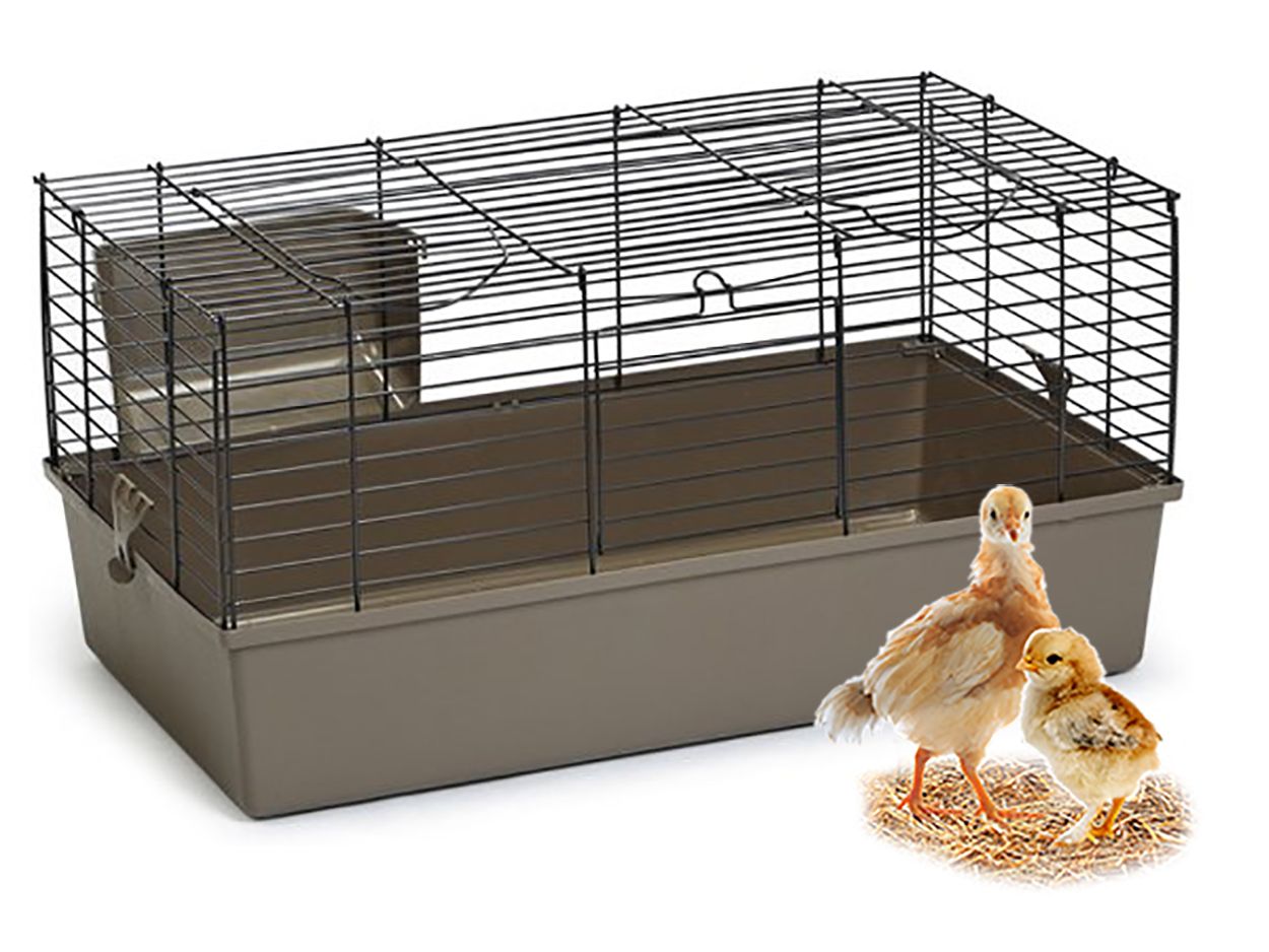 Kuikenkooi, kuikenverblijf