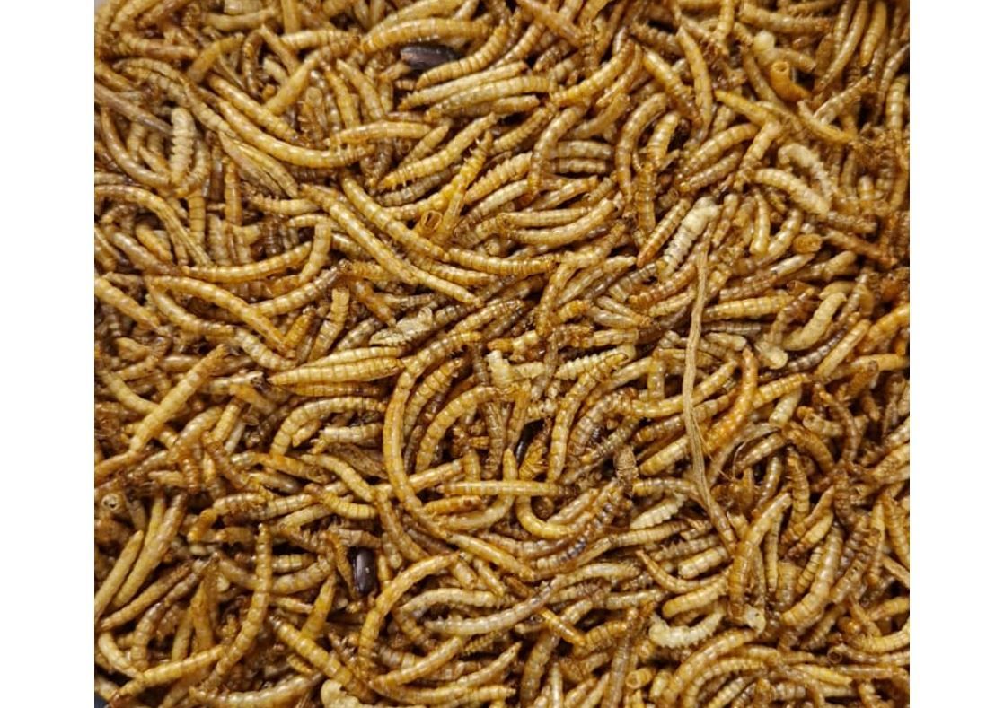 Gedroogde Meelwormen 2.5L