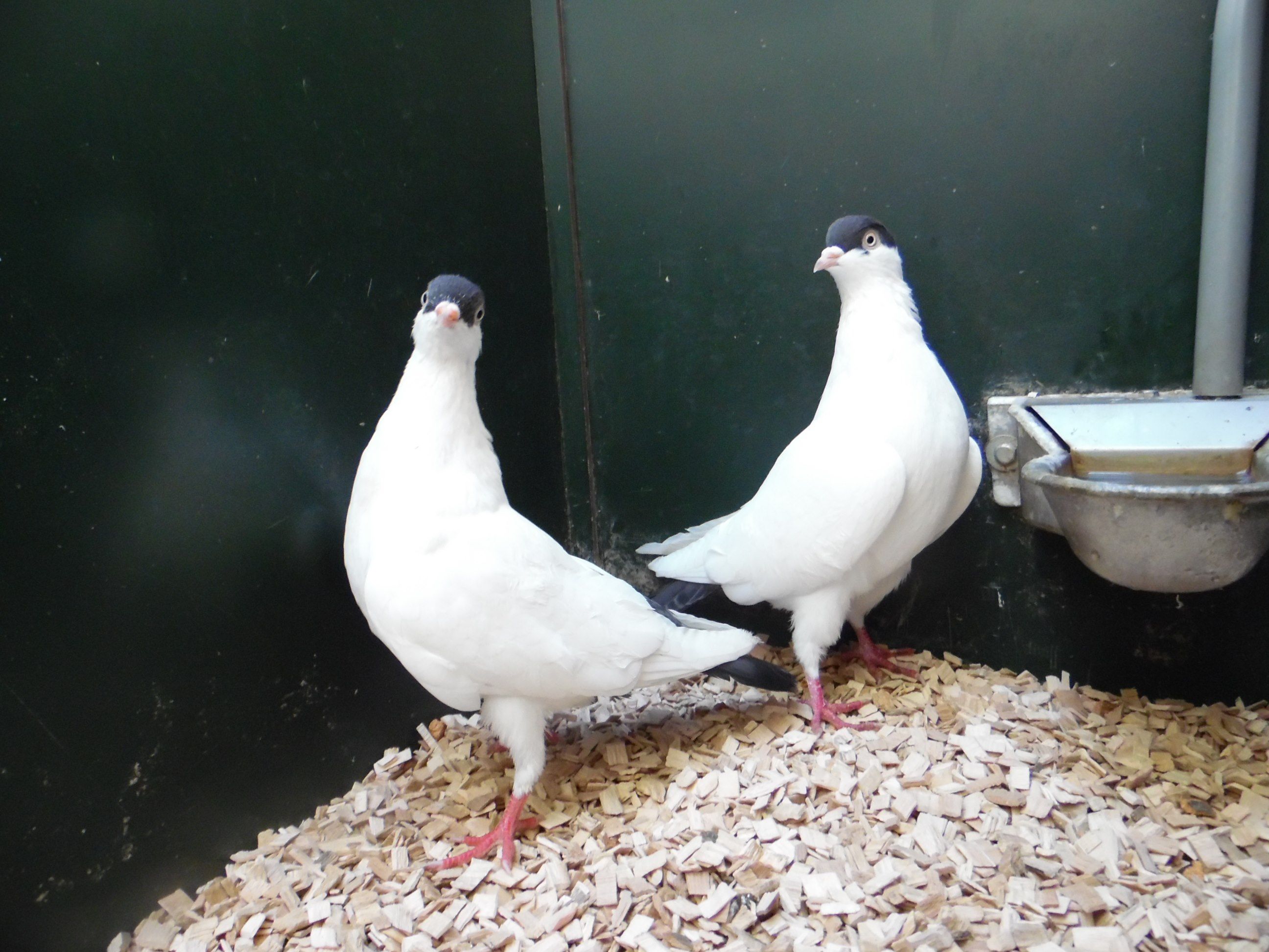 Nederlandse Helmduif