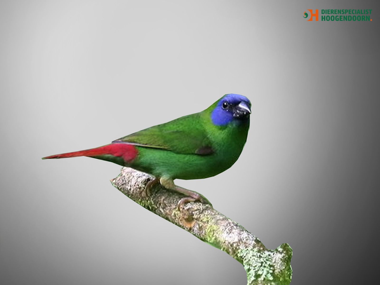 Driekleur Papegaaiamadine