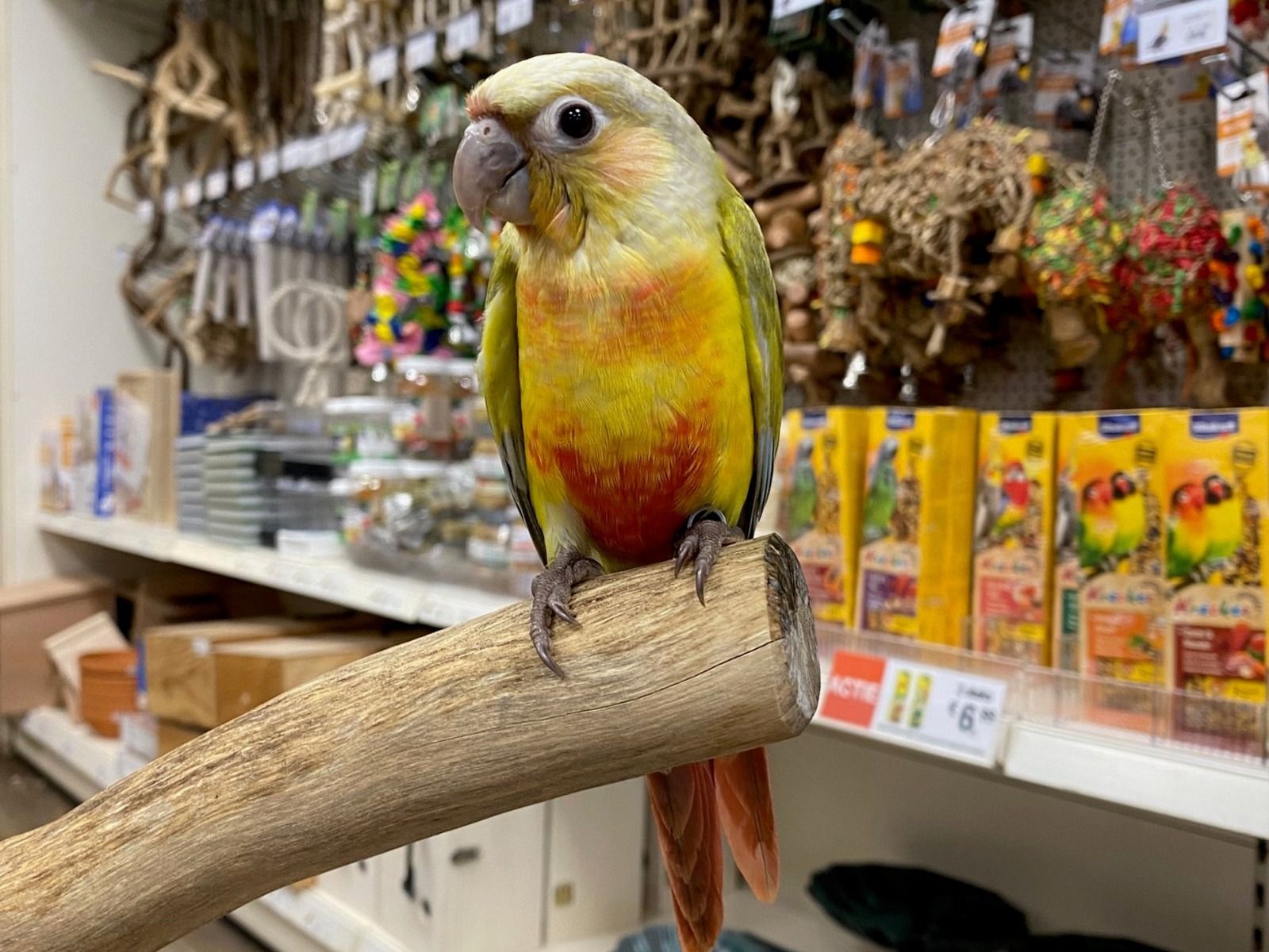 Jonge Pyrrhura (diverse soorten)