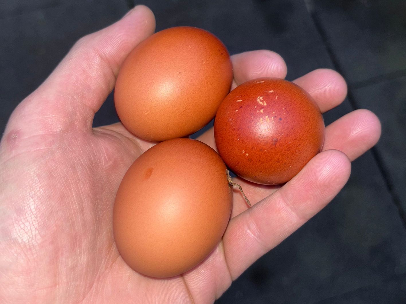 PFAS-testkit voor eieren