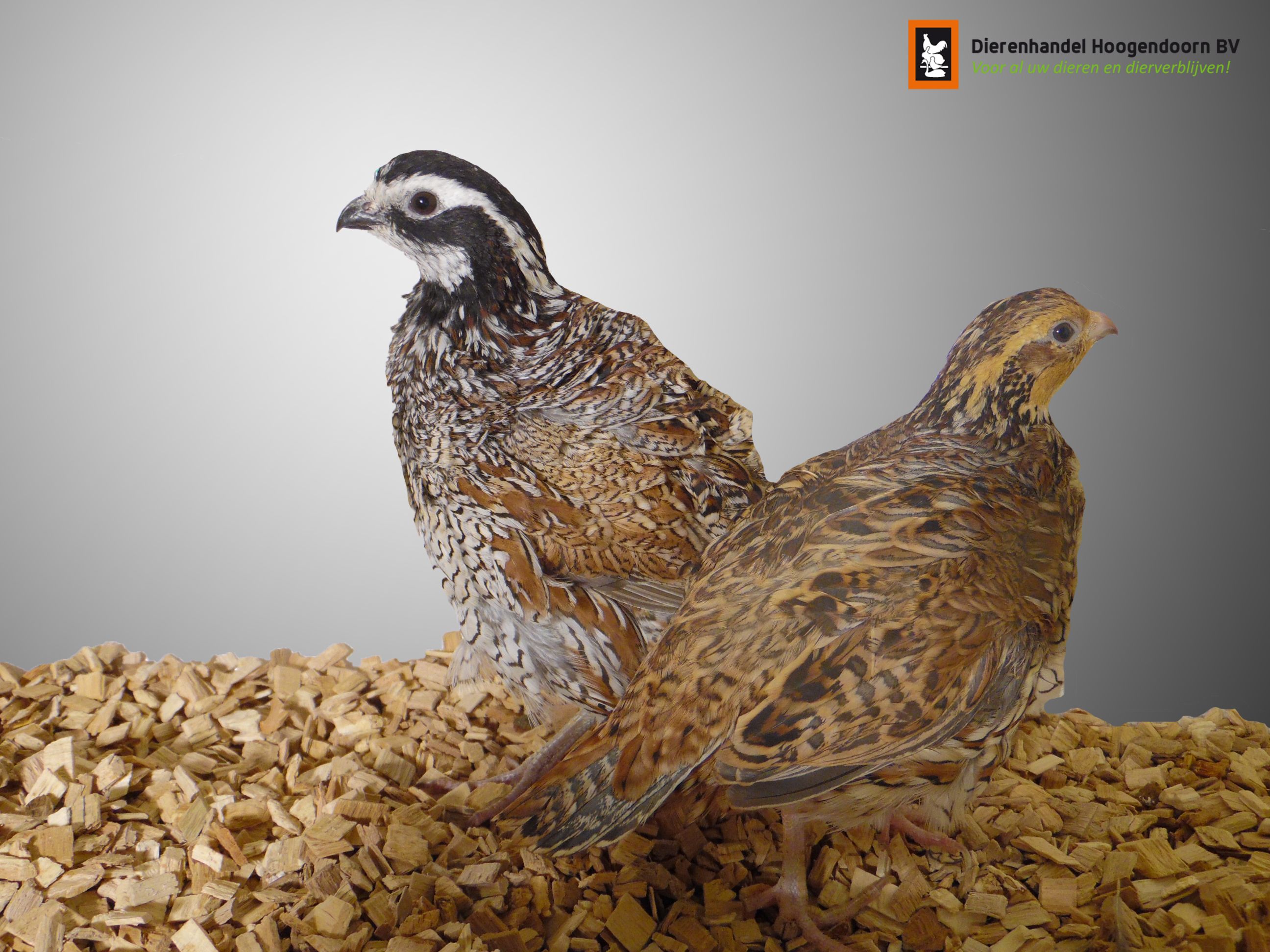 Virginische Boomkwartel