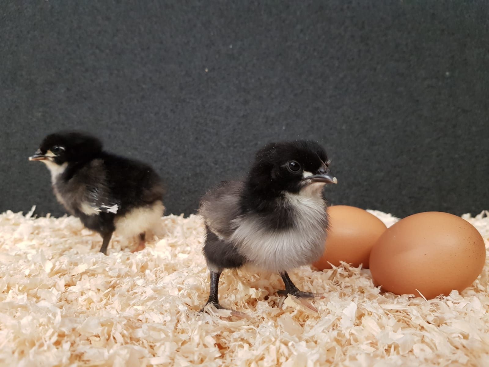 Australorp kuikens